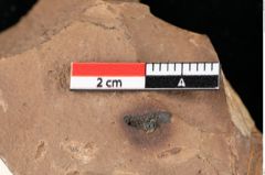 Foto (Detailansicht) von Sphaeria palaeosapindi Ettingshausen (NHMW-GEO-2024-0188-0043)